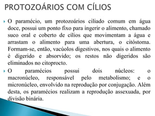  O paramécio, um protozoários ciliado comum em água
doce, possui um ponto fixo para ingerir o alimento, chamado
suco oral e coberto de cílios que movimentam a água e
arrastam o alimento para uma abertura, o citóstoma.
Formam-se, então, vacúolos digestivos, nos quais o alimento
é digerido e absorvido; os restos não digeridos são
eliminados no citoprocto.
 O paramécios possui dois núcleos: o
macronúcleo, responsável pelo metabolismo; e o
micronúcleo, envolvido na reprodução por conjugação. Além
desta, os paramécios realizam a reprodução assexuada, por
divisão binária.
 