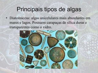 Principais tipos de algas
• Diatomáceas: algas unicelulares mais abundantes em
mares e lagos. Possuem carapaças de sílica duras e
transparentes como o vidro.
 