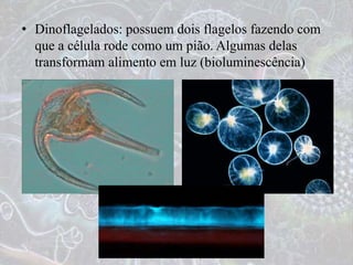 • Dinoflagelados: possuem dois flagelos fazendo com
que a célula rode como um pião. Algumas delas
transformam alimento em luz (bioluminescência)
 