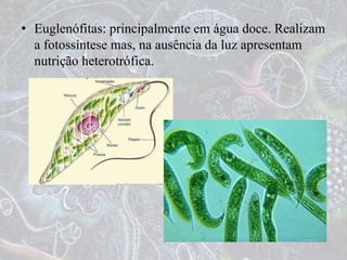 • Euglenófitas: principalmente em água doce. Realizam
a fotossíntese mas, na ausência da luz apresentam
nutrição heterotrófica.
 