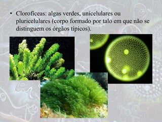 • Clorofíceas: algas verdes, unicelulares ou
pluricelulares (corpo formado por talo em que não se
distinguem os órgãos típicos).
 
