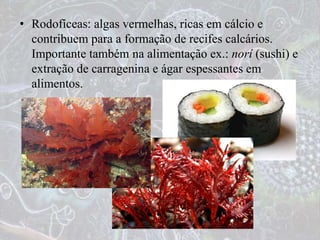 • Rodofíceas: algas vermelhas, ricas em cálcio e
contribuem para a formação de recifes calcários.
Importante também na alimentação ex.: norí (sushi) e
extração de carragenina e ágar espessantes em
alimentos.
 