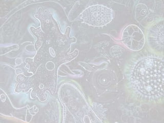 Protozoários e Algas