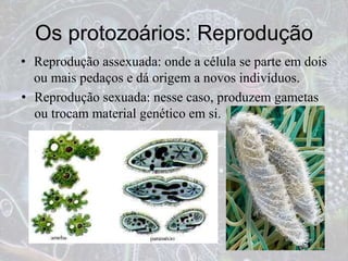 Os protozoários: Reprodução
• Reprodução assexuada: onde a célula se parte em dois
ou mais pedaços e dá origem a novos indivíduos.
• Reprodução sexuada: nesse caso, produzem gametas
ou trocam material genético em si.
 