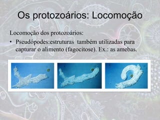 Os protozoários: Locomoção
Locomoção dos protozoários:
• Pseudópodes:estruturas também utilizadas para
capturar o alimento (fagocitose). Ex.: as amebas.
 