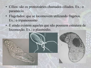 • Cílios: são os protozoários chamados ciliados. Ex.: o
paramécio
• Flagelados: que se locomovem utilizando flagelos.
Ex.: o tripanossomo
• E ainda existem aqueles que não possuem estrutura de
locomoção. Ex.: o plasmódio.
 