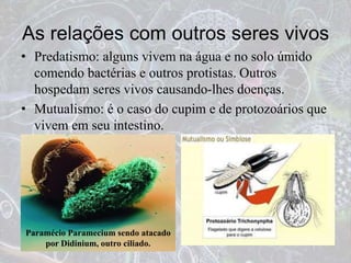 As relações com outros seres vivos
• Predatismo: alguns vivem na água e no solo úmido
comendo bactérias e outros protistas. Outros
hospedam seres vivos causando-lhes doenças.
• Mutualismo: é o caso do cupim e de protozoários que
vivem em seu intestino.
Paramécio Paramecium sendo atacado
por Didinium, outro ciliado.
 