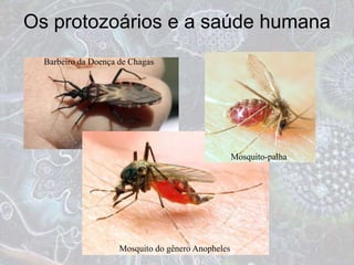 Os protozoários e a saúde humana
Mosquito do gênero Anopheles
Mosquito-palha
Barbeiro da Doença de Chagas
 