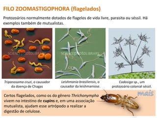 FILO ZOOMASTIGOPHORA (flagelados)
Protozoários normalmente dotados de flagelos de vida livre, parasita ou séssil. Há
exemplos também de mutualistas.
Tripanosoma cruzi, o causador
da doença de Chagas
Leishmania brasiliensis, o
causador da leishmaniose.
Codosiga sp., um
protozoário colonial séssil.
Certos flagelados, como os do gênero Thrichonympha
vivem no intestino de cupins e, em uma associação
mutualista, ajudam esse artrópodo a realizar a
digestão de celulose.
 