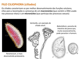 FILO CILIOPHORA (ciliados)
Paramecium, o mais
desenvolvido protozoário.
Vorticella, um exemplo de
ciliado séssil. Balantidium, parasita de
intestino de porco que,
muito ocasionalmente,
pode parasitar o homem.
Os ciliados caracterizam-se por melhor desenvolvimento das funções celulares,
cílios para a locomoção e a presença de um macronúcleo (que contém o DNA usado
nos processo vitais) e um micronúcleo (que participa dos processos sexuais)
 
