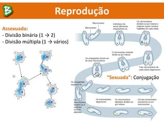 Reprodução
“Sexuada”: Conjugação
Assexuada:
- Divisão binária (1 → 2)
- Divisão múltipla (1 → vários)
 