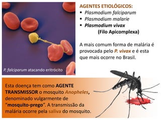 AGENTES ETIOLÓGICOS:
 Plasmodium falciparum
 Plasmodium malarie
 Plasmodium vivax
(Filo Apicomplexa)
A mais comum forma de malária é
provocada pelo P. vivax e é esta
que mais ocorre no Brasil.
P. falciparum atacando eritrócito
Esta doença tem como AGENTE
TRANSMISSOR o mosquito Anopheles,
denominado vulgarmente de
“mosquito-prego”. A transmissão da
malária ocorre pela saliva do mosquito.
 