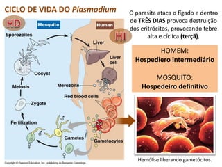 CICLO DE VIDA DO Plasmodium
Hemólise liberando gametócitos.
O parasita ataca o fígado e dentro
de TRÊS DIAS provoca destruição
dos eritrócitos, provocando febre
alta e cíclica (terçã).
HOMEM:
Hospediero intermediário
MOSQUITO:
Hospedeiro definitivo
 