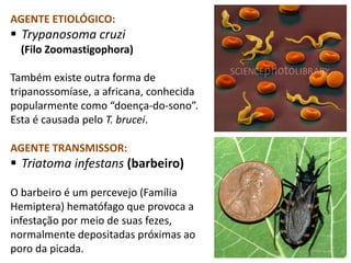 AGENTE ETIOLÓGICO:
 Trypanosoma cruzi
(Filo Zoomastigophora)
Também existe outra forma de
tripanossomíase, a africana, conhecida
popularmente como “doença-do-sono”.
Esta é causada pelo T. brucei.
AGENTE TRANSMISSOR:
 Triatoma infestans (barbeiro)
O barbeiro é um percevejo (Família
Hemiptera) hematófago que provoca a
infestação por meio de suas fezes,
normalmente depositadas próximas ao
poro da picada.
 
