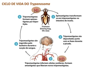 CICLO DE VIDA DO Trypanosoma
2
1
4
5
3
 