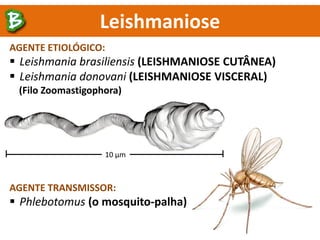 Leishmaniose
AGENTE ETIOLÓGICO:
 Leishmania brasiliensis (LEISHMANIOSE CUTÂNEA)
 Leishmania donovani (LEISHMANIOSE VISCERAL)
(Filo Zoomastigophora)
AGENTE TRANSMISSOR:
 Phlebotomus (o mosquito-palha)
10 µm
 