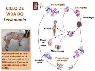 CICLO DE
VIDA DO
Leishmania
O principal banco de reser-
va para a leishmaniose são
cães. Entre as medidas pro-
filáticas para a doença está
erradicar animais contami-
nados.
 