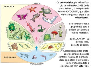 Os protozoários, pela classifica-
ção de Whittaker, 1969 (a de
cinco Reinos), fazem parte do
Reino PROTOCTISTA, que além
deles abrigam as algas e os
mixomicetos.
São considerados o
grupo base para a
origem dos animais
(Reino Metazoa).
São EUCARIONTES
de vida livre,
parasita ou séssil.
A classificação dos proto-
zoários ainda é bastante
controversa devido a proximi-
dade com algas e até fungos.
Neste material adoto a
classificação com SEIS Filos.
 