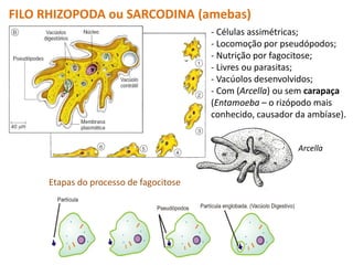 FILO RHIZOPODA ou SARCODINA (amebas)
- Células assimétricas;
- Locomoção por pseudópodos;
- Nutrição por fagocitose;
- Livres ou parasitas;
- Vacúolos desenvolvidos;
- Com (Arcella) ou sem carapaça
(Entamoeba – o rizópodo mais
conhecido, causador da ambíase).
Etapas do processo de fagocitose
Arcella
 