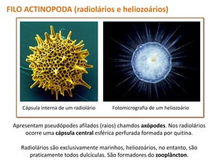 FILO ACTINOPODA (radiolários e heliozoários)
Cápsula interna de um radiolário Fotomicrografia de um heliozoário
Apresentam pseudópodes afilados (raios) chamdos axópodes. Nos radiolários
ocorre uma cápsula central esférica perfurada formada por quitina.
Radiolários são exclusivamente marinhos, heliozoários, no entanto, são
praticamente todos dulcículas. São formadores do zooplâncton.
 