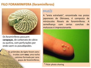FILO FORAMINIFERA (foraminíferos)
A “areia estrelada", encontrada nas praias
japoneses de Okinawa, é composta de
minúsculos fósseis de foraminíferos. A
semelhança com certas conchas de
moluscos é impressionante.
ᔥ Flickr photo sharing
Os foraminíferos possuem
carapaças, de carbonato de cálcio
ou quitina, com perfurações por
onde saem os pseudópodes.
As pirâmides do Egito foram cons-
truídas com vasa, uma rocha
calcárea formada por cara-
paças de foraminíferos.
 