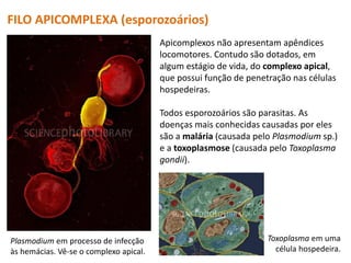FILO APICOMPLEXA (esporozoários)
Plasmodium em processo de infecção
às hemácias. Vê-se o complexo apical.
Apicomplexos não apresentam apêndices
locomotores. Contudo são dotados, em
algum estágio de vida, do complexo apical,
que possui função de penetração nas células
hospedeiras.
Todos esporozoários são parasitas. As
doenças mais conhecidas causadas por eles
são a malária (causada pelo Plasmodium sp.)
e a toxoplasmose (causada pelo Toxoplasma
gondii).
Toxoplasma em uma
célula hospedeira.
 