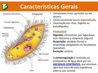 Características Gerais
• Unicelulares livres, parasitas ou até
sésseis;
• Célula eucarionte pouco especializada;
• Locomoção por cílios, flagelos ou
pseudópodes;
FISIOLOGIA:
Digestão: intracelular; por fagocitose;
com citóstoma e citoprocto (alguns).
Respiração: aeróbios (livres) e
anaeróbios obrigatórios ou facultativos
(parasitas).
Excreção: amônia.
A osmorregulação é realizada em
protozoários de água doce por um
VACÚOLOS CONTRÁTEIS, que eliminam
água que entra do meio hipotônico
externo por osmose.
Citoprocto
Citóstomo
 