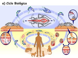 e) Ciclo Biológico
 
