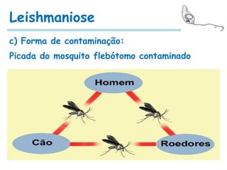 Leishmaniose
c) Forma de contaminação:
Picada do mosquito flebótomo contaminado
 