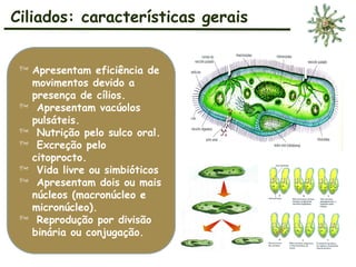 Ciliados: características gerais
 Apresentam eficiência de
movimentos devido a
presença de cílios.
 Apresentam vacúolos
pulsáteis.
 Nutrição pelo sulco oral.
 Excreção pelo
citoprocto.
 Vida livre ou simbióticos
 Apresentam dois ou mais
núcleos (macronúcleo e
micronúcleo).
 Reprodução por divisão
binária ou conjugação.
 