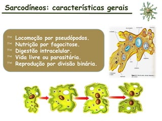 Sarcodíneos: características gerais
 Locomoção por pseudópodos.
 Nutrição por fagocitose.
 Digestão intracelular.
 Vida livre ou parasitária.
 Reprodução por divisão binária.
 