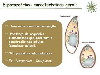 Esporozoários: características gerais
 Sem estruturas de locomoção.
 Presença de organelas
filamentosas que facilitam a
penetração nas células
(complexo apical).
 São parasitas intracelulares
 Ex. Plasmodium ; Toxoplasma
 