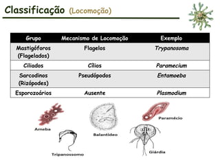 Grupo Mecanismo de Locomoção Exemplo
Mastigóforos
(Flagelados)
Flagelos Trypanosoma
Ciliados Cílios Paramecium
Sarcodinos
(Rizópodes)
Pseudópodos Entamoeba
Esporozoários Ausente Plasmodium
Classificação (Locomoção)
 