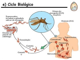 e) Ciclo Biológico
 