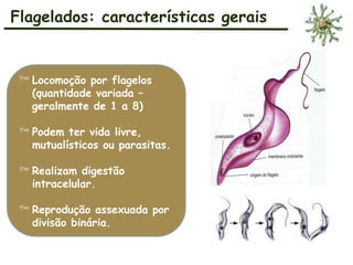 Flagelados: características gerais
 Locomoção por flagelos
(quantidade variada –
geralmente de 1 a 8)
 Podem ter vida livre,
mutualísticos ou parasitas.
 Realizam digestão
intracelular.
 Reprodução assexuada por
divisão binária.
 