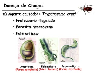 Doença de Chagas
a) Agente causador: Trypanosoma cruzi
• Protozoário flagelado
• Parasita heteroxeno
• Polimorfismo
Amastigota
(Forma patogênica)
Epimastigota
(Intest. Barbeiro)
Tripomastigota
(Forma infectante)
 