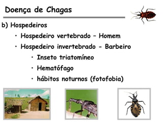 Doença de Chagas
b) Hospedeiros
• Hospedeiro vertebrado – Homem
• Hospedeiro invertebrado - Barbeiro
• Inseto triatomíneo
• Hematófago
• hábitos noturnos (fotofobia)
 