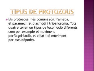  Els protozous més comuns són: l'ameba,
el parameci, el plasmodi i tripanosoma. Tots
quatre tenen un tipus de locomoció diferents
com per exemple el moviment
perflagel·lació, el ciliat i el moviment
per pseudòpodes.
 