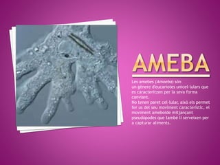 Les amebes (Amoeba) són
un gènere d'eucariotes unicel·lulars que
es caracteritzen per la seva forma
canviant.
No tenen paret cel·lular, això els permet
fer us del seu moviment característic, el
moviment ameboide mitjançant
pseudòpodes que també li serveixen per
a capturar aliments.
 