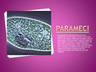 Els paramecis (Paramecium) són uns
organismes microscòpics ciliats amb forma
de sola de sabata, habituals en aigües dolces
estancades amb abundant matèria orgànica,
com bassals i estancs. Són probablement els
eucariotes unicel·lulars millor coneguts i
segur que els protozous ciliats més estudiats
per la ciència. La mida de les espècies sol
rondar els 0,05mil·límetres pel que
calen microscopis per observar-los amb
nitidesa.
 