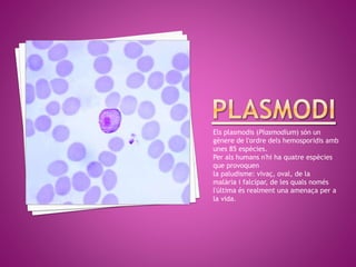 Els plasmodis (Plasmodium) són un
gènere de l'ordre dels hemosporidis amb
unes 85 espècies.
Per als humans n'hi ha quatre espècies
que provoquen
la paludisme: vivaç, oval, de la
malària i falcípar, de les quals només
l'última és realment una amenaça per a
la vida.
 