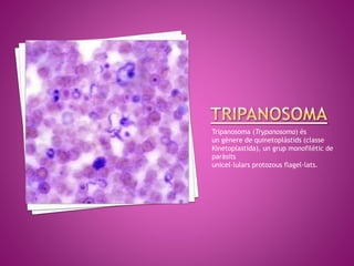Tripanosoma (Trypanosoma) és
un gènere de quinetoplàstids (classe
Kinetoplastida), un grup monofilètic de
paràsits
unicel·lulars protozous flagel·lats.
 
