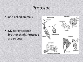 Protozoa 
• one-celled animals 
• My nerdy science 
brother thinks Protozoa 
are so cute. 
