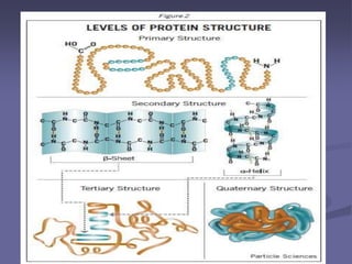 ProtStruct ppt (1).pdf amino acids ppt Proteins structure Primary ...