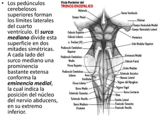 • Los pedúnculos
cerebelosos
superiores forman
los límites laterales
del cuarto
ventrículo. El surco
mediano divide esta
superficie en dos
mitades simétricas.
A cada lado del
surco mediano una
prominencia
bastante extensa
conforma la
eminencia medial,
la cual indica la
posición del núcleo
del nervio abducens,
en su extremo
inferior.
 