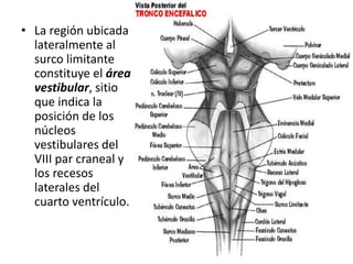 • La región ubicada
lateralmente al
surco limitante
constituye el área
vestibular, sitio
que indica la
posición de los
núcleos
vestibulares del
VIII par craneal y
los recesos
laterales del
cuarto ventrículo.
 