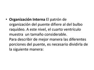 • Organización Interna El patrón de
organización del puente difiere al del bulbo
raquídeo. A este nivel, el cuarto ventrículo
muestra un tamaño considerable.
Para describir de mejor manera las diferentes
porciones del puente, es necesario dividirla de
la siguiente manera:
 