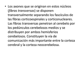 • Los axones que se originan en estos núcleos
(fibras transversas) se disponen
transversalmente separando los fascículos de
las fibras corticoespinales y corticonucleares.
Las fibras transversas penetran al cerebelo por
los pedúnculos cerebelosos medios y se
distribuyen por ambos hemisferios
cerebelosos. Constituyen la vía de
comunicación más importante entre la corteza
cerebral y la corteza neocerebelosa.
 