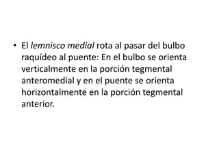 • El lemnisco medial rota al pasar del bulbo
raquídeo al puente: En el bulbo se orienta
verticalmente en la porción tegmental
anteromedial y en el puente se orienta
horizontalmente en la porción tegmental
anterior.
 