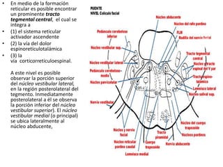 • En medio de la formación
reticular es posible encontrar
un prominente tracto
tegmental central, el cual se
integra a
• (1) el sistema reticular
activador ascendente
• (2) la vía del dolor
espinoretículotalámica
• (3) la
vía corticorreticuloespinal.
A este nivel es posible
observar la porción superior
del núcleo vestibular lateral,
en la región posterolateral del
tegmento. Inmediatamente
posterolateral a él se observa
la porción inferior del núcleo
vestibular superior). El núcleo
vestibular medial (o principal)
se ubica lateralmente al
núcleo abducente,
 
